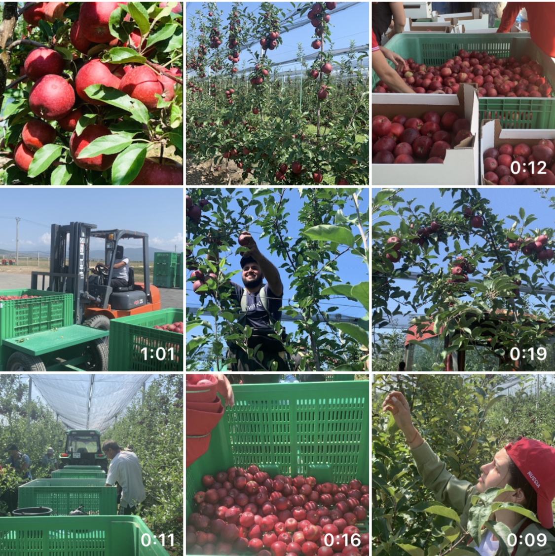 В яблоневом саду российской компании в Южной Осетии проходит сбор урожая